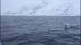 人与自然本该如此！南极白海豚与探险队员玩水球