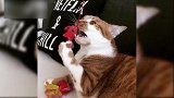 主人拿玩具在小猫面前晃悠着，小猫的头也跟着摆动，真萌！