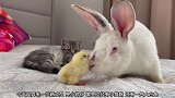 家里有猫和兔子了，主又弄来一只可爱的鸡仔，给它们作伴
