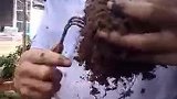 秋季花卉换土常识，牢记这些经验分享，花卉来年生长更旺盛