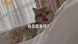 猫咪舔毛时铲屎官爆笑配音，不笑算我输