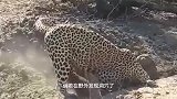 动物：豹子捕食疣猪，谁知鬣狗循声而来