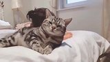 萌娃和猫咪成了好朋友，天天腻在一起玩，这画面也太温馨了！