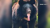 迷路小黑熊疑把狗当妈妈，村民被狂追跑到崩溃：担心它“家长”找