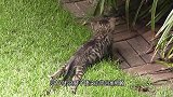女子捡回一只流浪猫，家里的猫咪却怕它，几个月后发现不得了