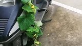 来骑电动车，这是谁干的，你是在侮辱我的智商知道吗