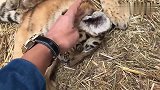 小老虎和小狮子的关系真好，连睡觉都要粘在一起