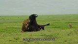 刚出生的小狮子被鬣狗叼走，母狮求救竟被雄狮直接活撕！残忍！