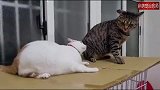 2只猫打架，其中白猫打架的姿势全程趴着，这是什么战术？