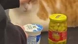 收银台的监管员猫咪，继程序员后另一头秃岗位