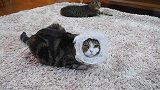 喜欢瘦脸的肥猫Maru：你看我这样美吗？