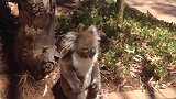 黑猩猩被围攻，同伴抄起家伙就上前，棍法简直出神入化！