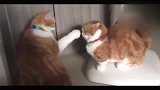 橘猫被欺负了，橘猫：手有点短，谁来帮帮我