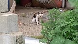 解救被渔网缠住的猫咪母子