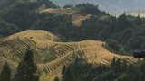 龙脊梯田七星伴月观景平台