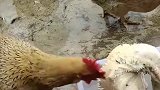 这是什么情况，这怎么不害怕，还吃上了