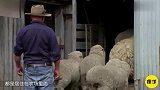 世界上最“倔强”的绵羊，为了不剪羊毛逃亡6年，归来却成网红