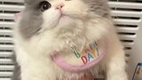 原来小猫咪都有两幅面孔！