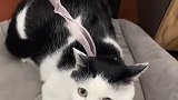 建议不要给家里的猫听见
