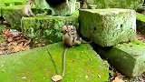 猴宝的较量很猛烈，它们也有一颗好胜心