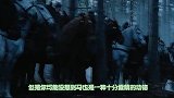 一匹马溜达进了狼群，跑是不可能跑的，镜头拍下搞笑全过程