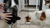 二哈和公狗抢食一副虎狼相，和母狗抢食一副绅士相，这傻狗不傻啊