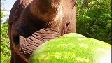 不同的大型动物在夏天是如何吃西瓜的