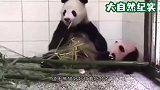 熊猫一掌推开宝宝，结果突然想起娃是亲生的，下一秒举动令人爆笑