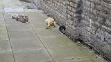 老猫准备欺负黑猫，却发现有人拍摄，立马就安静了