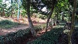 海南沉香基地，20多年的沉香树，被钻得到处是洞