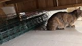 家里唯一的公猫受主人怂恿，跳入狗窝大战三花猫，战况竟出人意料