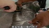 为什么要给鸽子翅膀上盖印章印章越多的鸽子还厉害