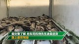 浙江宁波高速上2货车追尾：龙虾满地爬 牛蛙四处跳