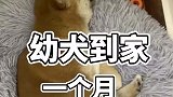幼犬到家一个月需要注意啥？