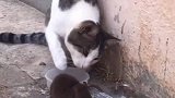 猫与鼠的地位  过去是猫哥鼠弟，现在则是鼠哥猫弟