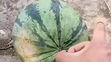 小伙想给大家敲开一个大西瓜，没料到会有这么尴尬的场景