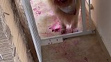 我就出去喂了下流浪猫，上供的水果都嚯嚯了，严重怀疑团子是主谋！