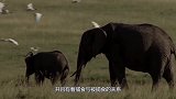 最“凶猛”的鸟类，以毒蛇为生，见了蛇冲上去就是活吞！