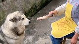 主人给洛洛吃鸡腿，洛洛让主人先吃它才肯吃，太懂事了