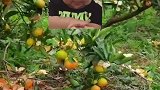 男子橘子园被某种动物光顾，两天时间吃掉200斤左右的橘子