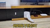 这是一只鸵鸟转世的猫咪，鉴定完毕！