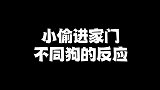 小偷进家门，不同狗狗的的反应