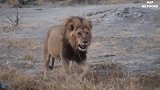 动物世界：愤怒狮子大战鬣狗，场面混乱