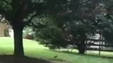 兔子无聊时玩跳山羊，但谁都不愿意当山羊