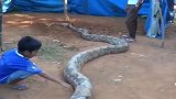 大蟒蛇：居民围观一条巨蟒头被锁住，男子装水倒在蟒蛇身上摩擦！