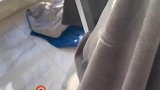 男子不小心将猫关在阳台一夜，猫咪钻进羽绒服取