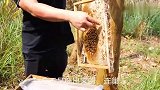 高价的巢蜜就是真的吗？养蜂人揭秘巢蜜作假的方法，别花冤枉钱了