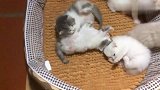 刚睡醒的一窝小奶猫，一点都不安分，还原地打起了滚