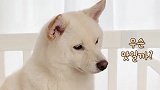 主人给小宝宝喂饭，柴犬馋的流哈喇子，千万憋住别笑
