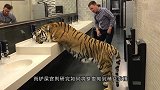 在地上画3D大坑骗猫，却被猫咪一秒破功，心疼铲屎官一秒钟！